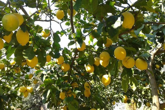 Affittacamere Antonella مونتيروسّو ال ماري المظهر الخارجي الصورة